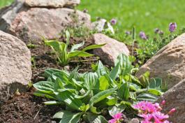 גידול פרחים וצמחיה בגומחות בין הסלעים
